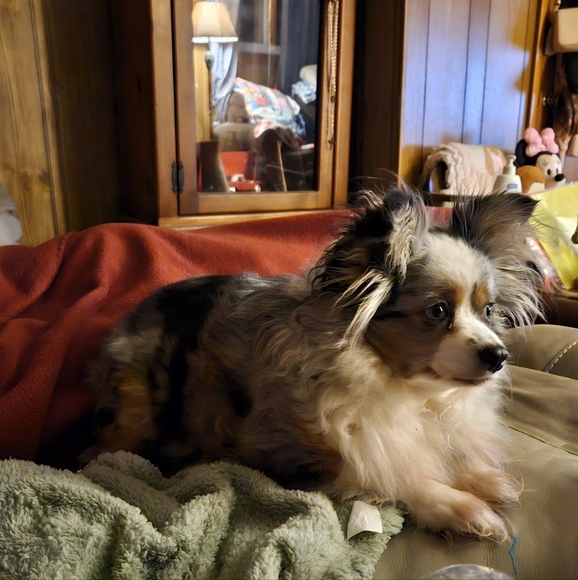 Meet your Posher, Sheila - Picture 2 of 2